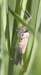 Chorthippus_apricarius_n_0588