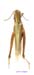 Chorthippus_caliginosus_f_1398