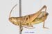 Chorthippus_caliginosus_m_1396