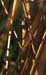 Chorthippus_curtipennis_f_03_01