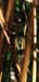Chorthippus_curtipennis_f_03_03
