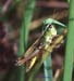 Chorthippus_curtipennis_f_05_01