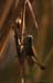 Chorthippus_curtipennis_m_03_01