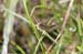 Chorthippus_dichrous_m_04_165