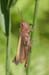 Chorthippus_dorsatus_f_04_307