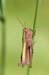 Chorthippus_dorsatus_f_04_309