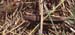 Chorthippus_dorsatus_f_05_01
