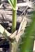 Chorthippus_dorsatus_n_0615