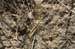 Myrmeleotettix_pallidus_m_04_220