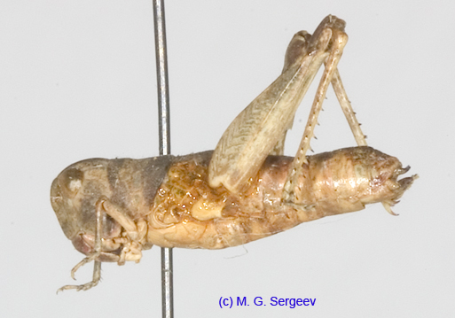 Eclipophleps_confinis_f_1326