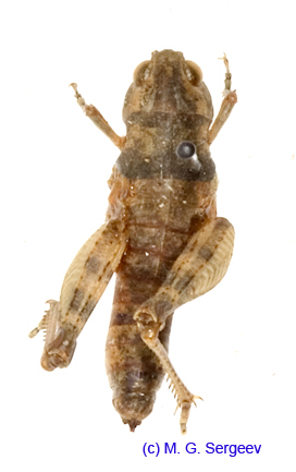 Eclipophleps_confinis_f_1327