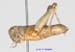 Eclipophleps_confinis_f_1326