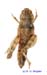 Eclipophleps_confinis_f_1327