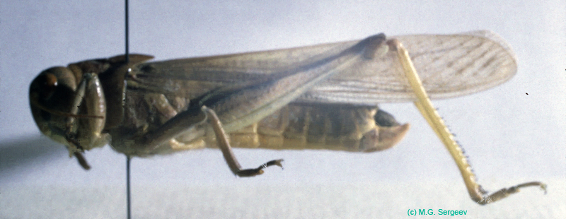 Locusta_migratoria_m_01
