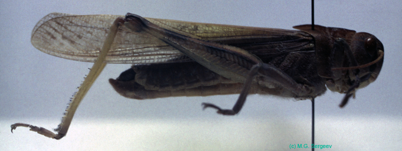 Locusta_migratoria_m_02
