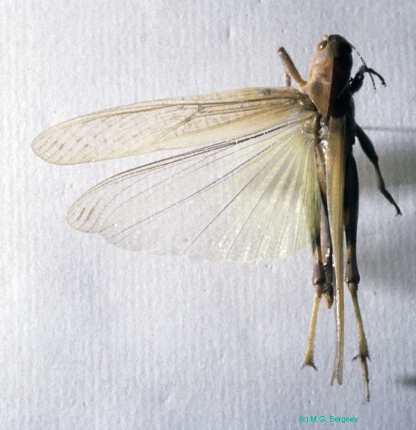 Locusta_migratoria_m_03