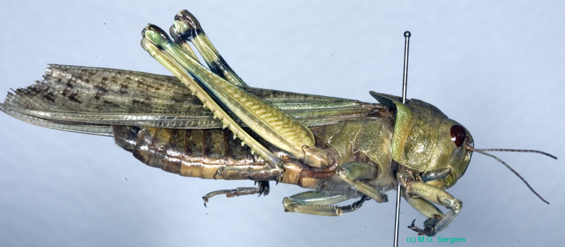 Locusta_migratoria_m_0861