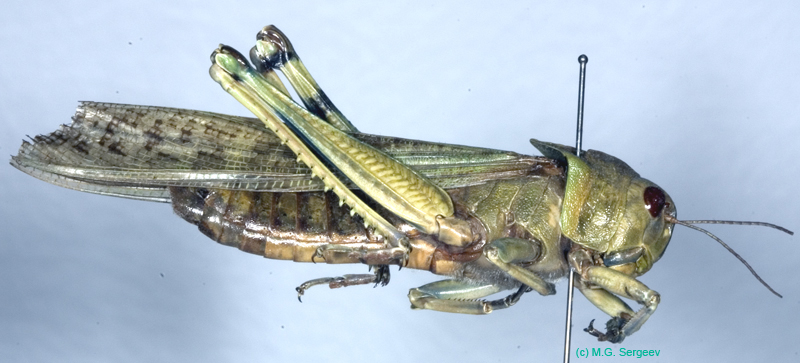 Locusta_migratoria_m_0866