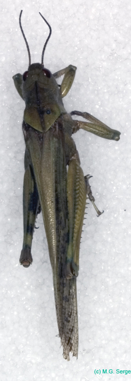 Locusta_migratoria_m_0867