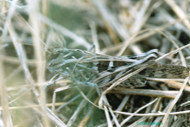 Oedaleus_decorus_f_001