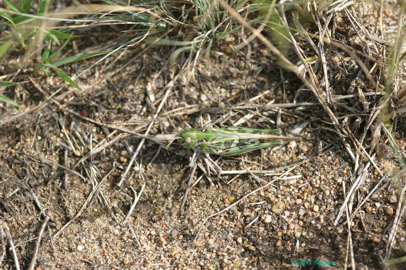 Oedaleus_decorus_f_04_186
