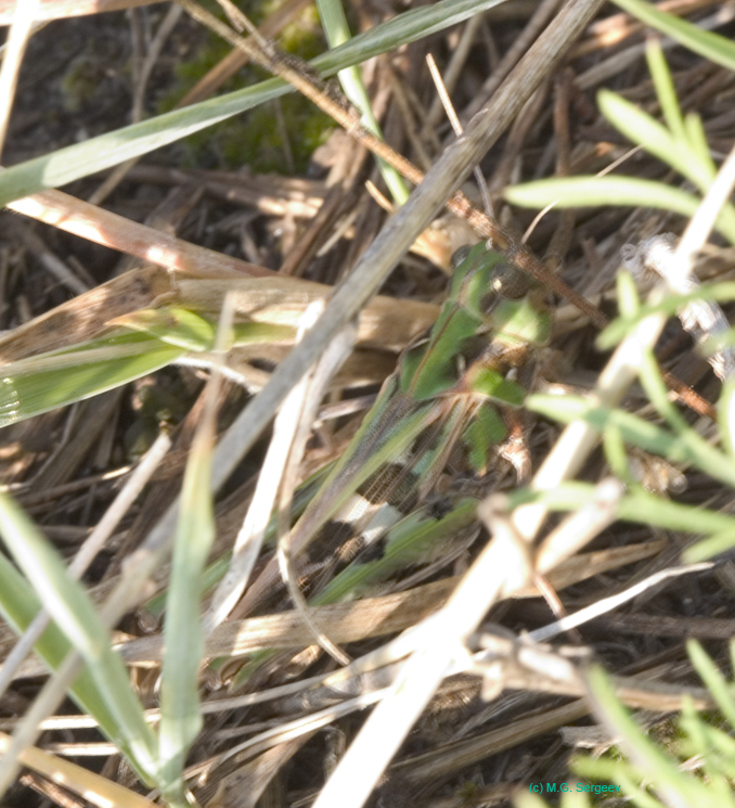 Oedaleus_decorus_f_0669