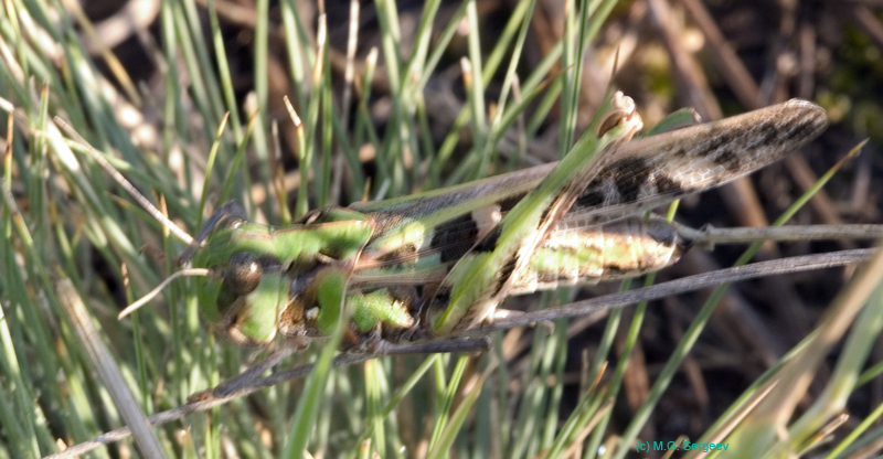Oedaleus_decorus_f_0675