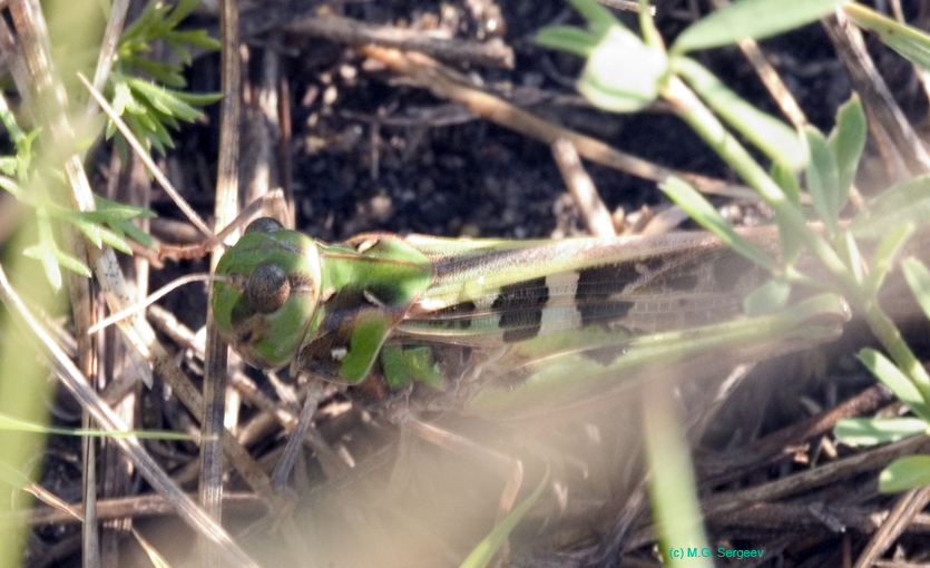 Oedaleus_decorus_f_0676