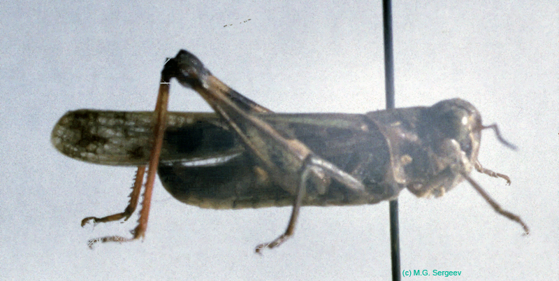 Oedaleus_decorus_m_01
