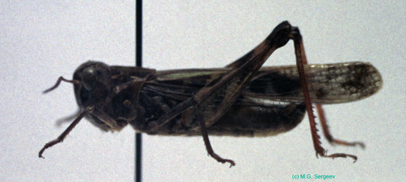 Oedaleus_decorus_m_02