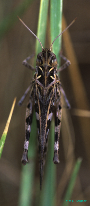 Oedaleus_decorus_m_03_01