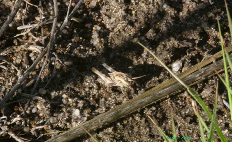 Oedaleus_decorus_n_04_162