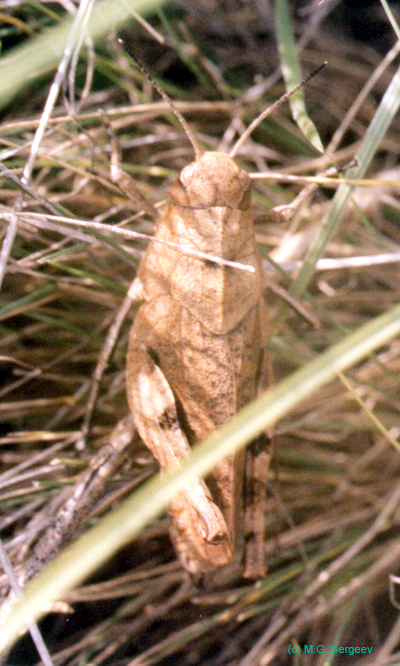 Psophus_stridulus_f_001