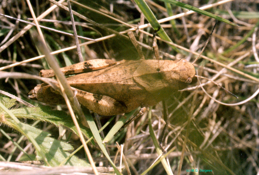 Psophus_stridulus_f_002