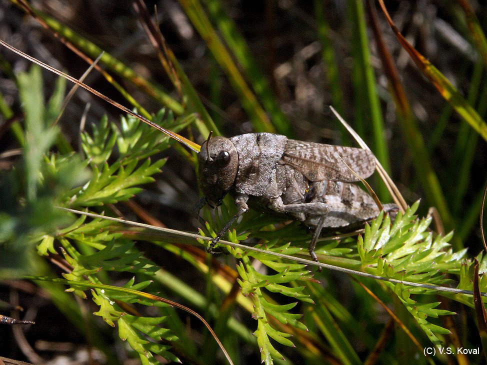 Psophus_stridulus_f_A01