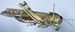 Locusta_migratoria_m_0861