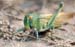 Locusta_migratoria_migratoria_m_2007_08_Danilov