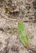 Oedaleus_decorus_decorus_n_2007_1_Danilov
