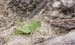Oedaleus_decorus_decorus_n_2007_2_Danilov