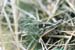 Oedaleus_decorus_f_001