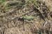 Oedaleus_decorus_f_04_186