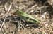 Oedaleus_decorus_f_04_187