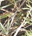 Oedaleus_decorus_f_0669