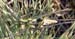 Oedaleus_decorus_f_0675