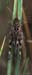 Oedaleus_decorus_m_03_01