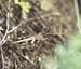 Oedaleus_decorus_m_99x_02