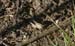 Oedaleus_decorus_n_04_162
