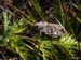Psophus_stridulus_f_A01