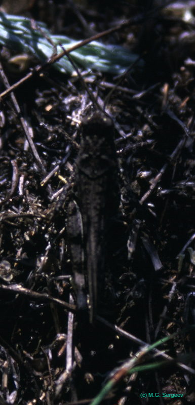 Celes_variabilis_m_02_01