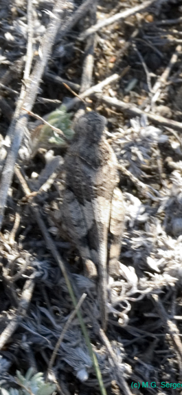 Oedipoda_caerulescens_f_0758
